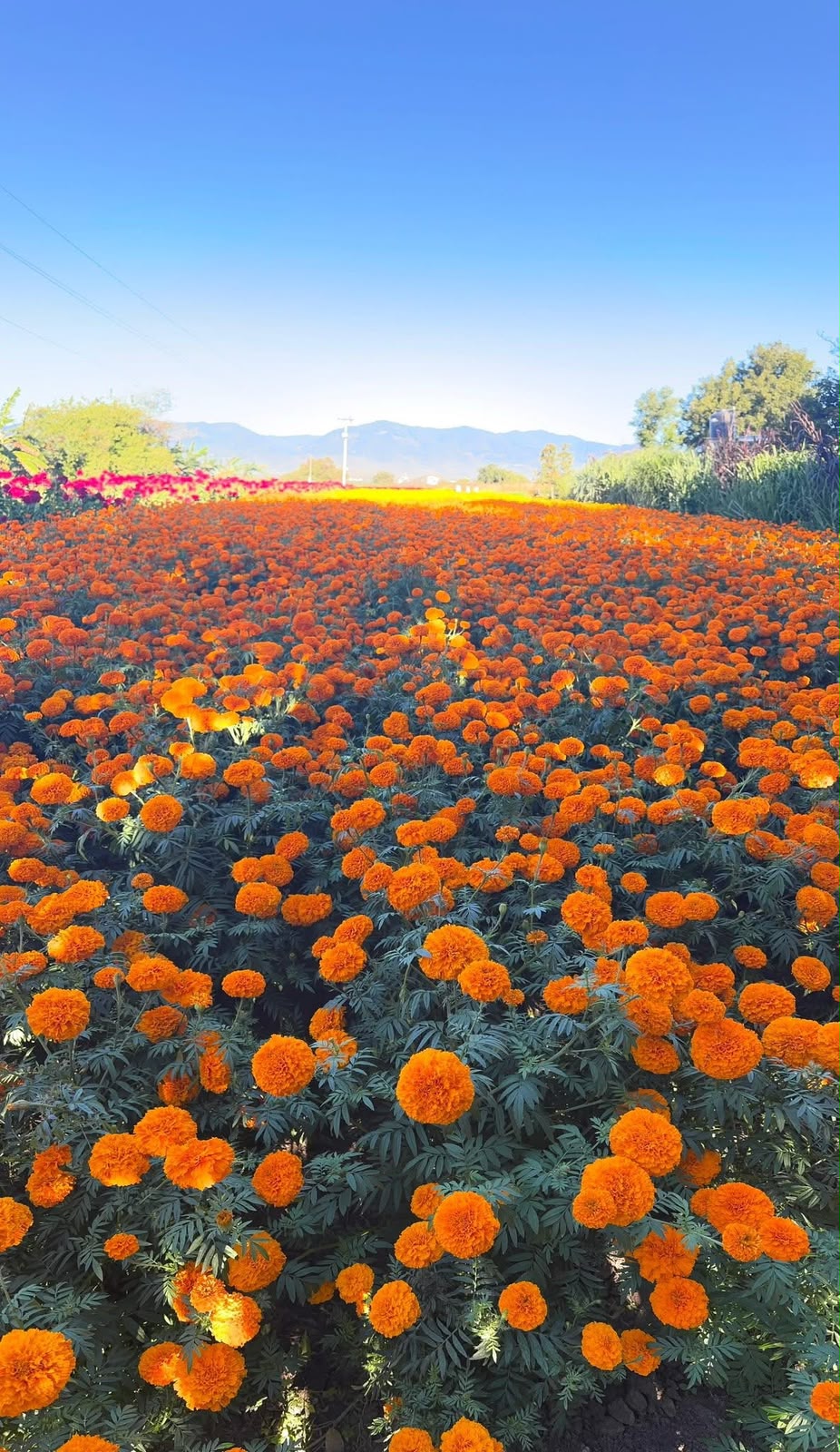 Día de Muertos en Xoxocotlán - ISU Tours